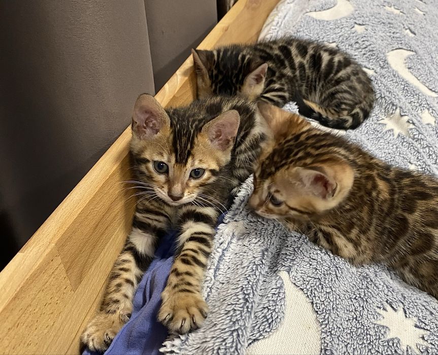 Бенгальські кошенята від батькіа з родословною.