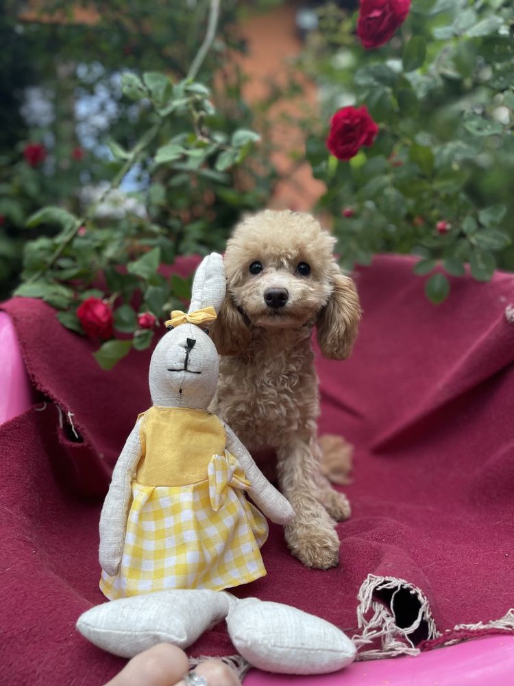 Pudel toy miniatura miniaturowy pies suczka sunia dziewczynka apricot