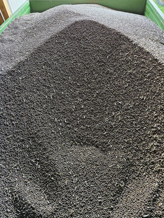 Sprzedam łubin gorzki