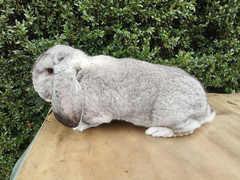 Baran Francuski Szynszylowy SAMIEC królik