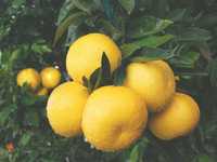 Продам кімнатній лимон мандарин апельсин.