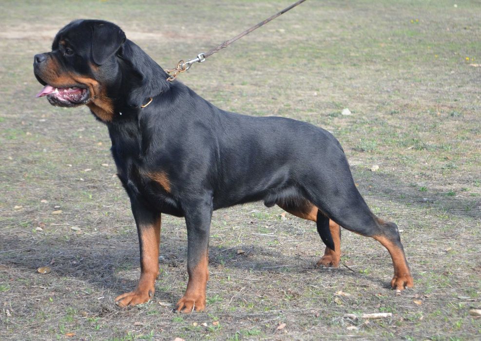 В'язка Кобель ротвейлер