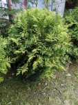 Thuja globosa okazja