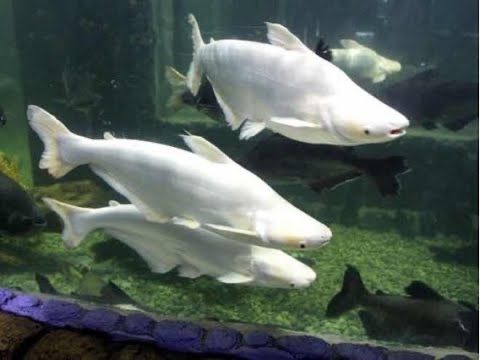 Tubarao albino / pangasius