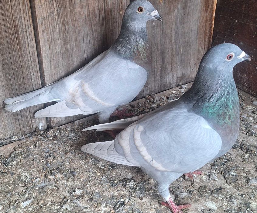 Gołębie pocztowe opalę 5sztuk