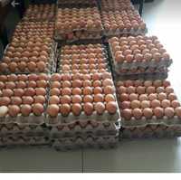 Доминант сусекс д104 импорт и Украина ,яйца инкубационные