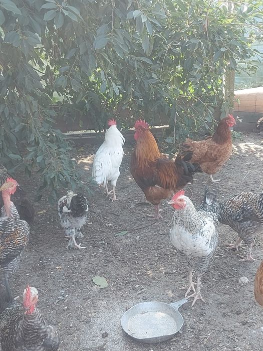 Sprzedam koguty tegoroczne
