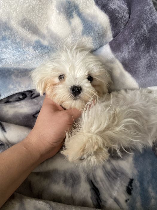 Мальтезе мини — корейский тип, baby face, 1,5 кг!