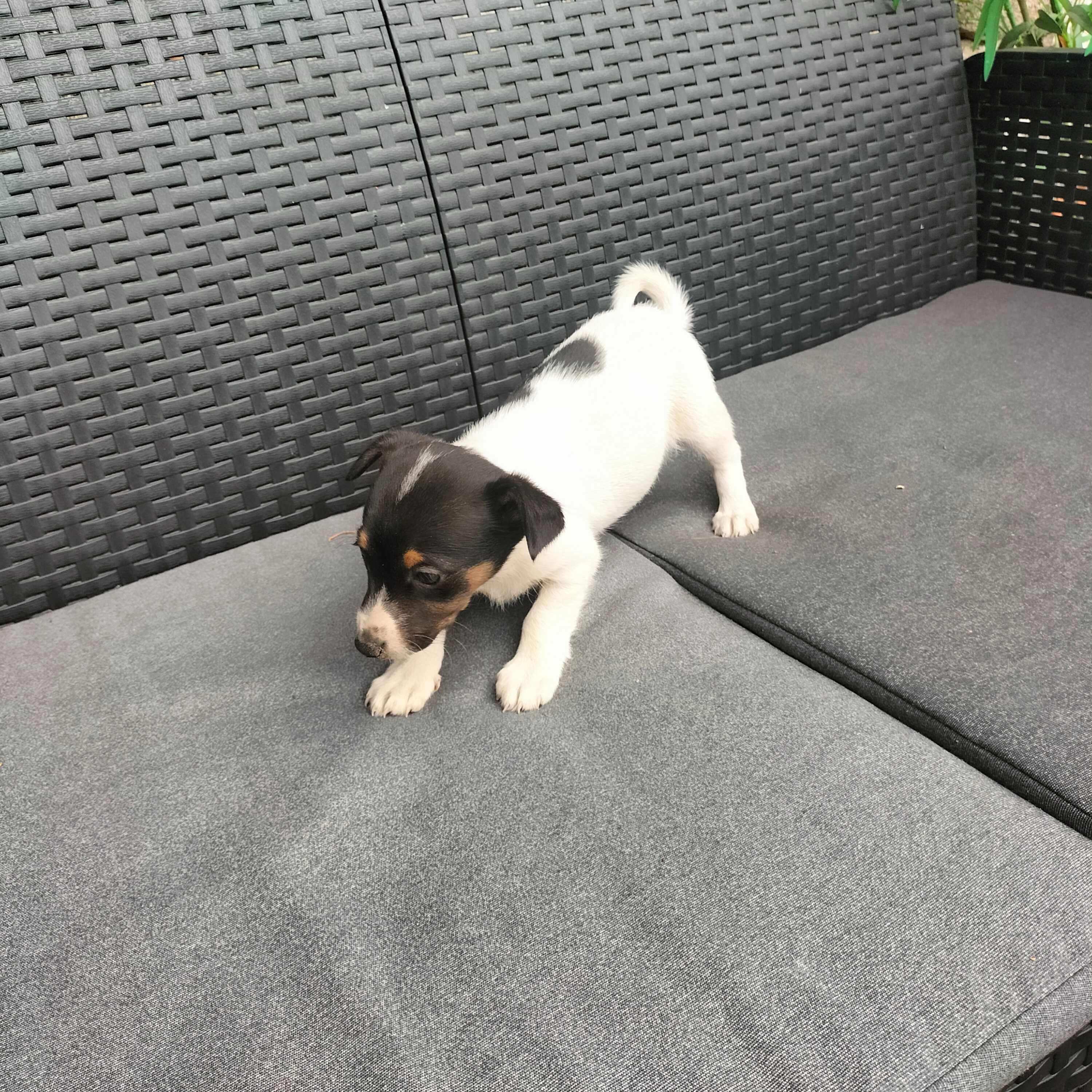 Jack Russel femea