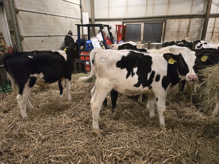 Byczki opasy sprzedam