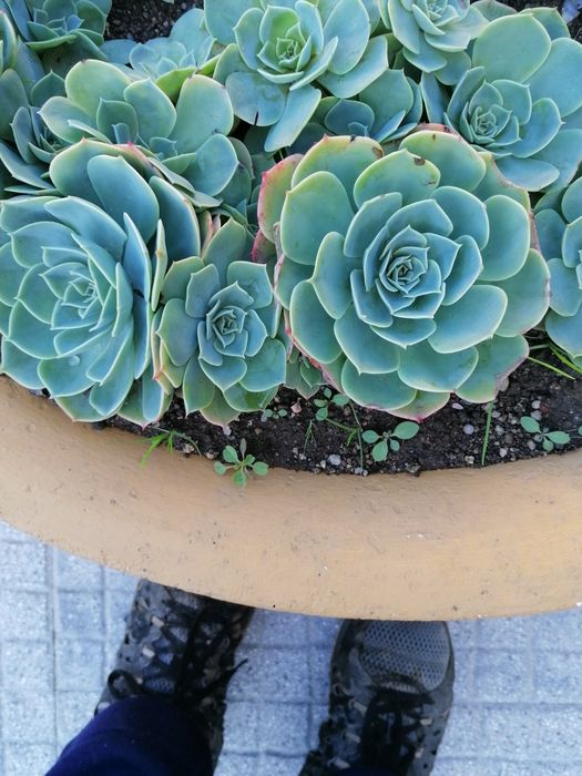 Suculentas em vasos individuais