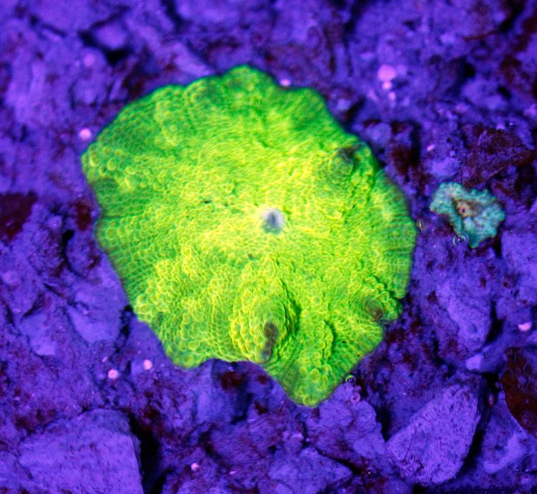 Discosoma Kryptonite Fluo Green FLUOLAMPS.PL WYSYLKI