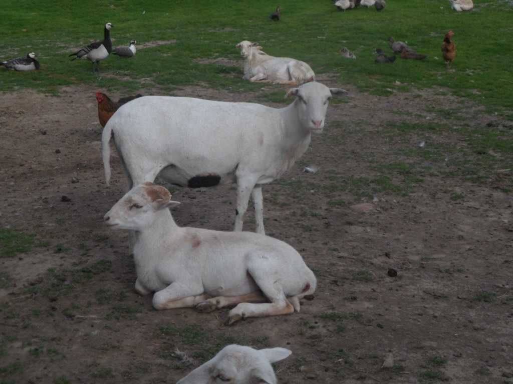 owce kameruńskie