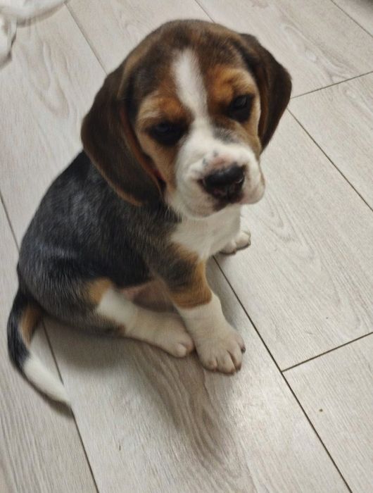 Продам цуценят бігля