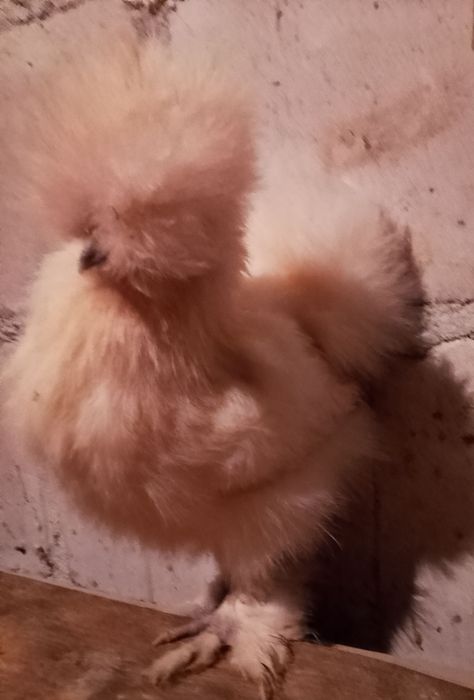 Silki USA silka jedwabista lokowana satynowa