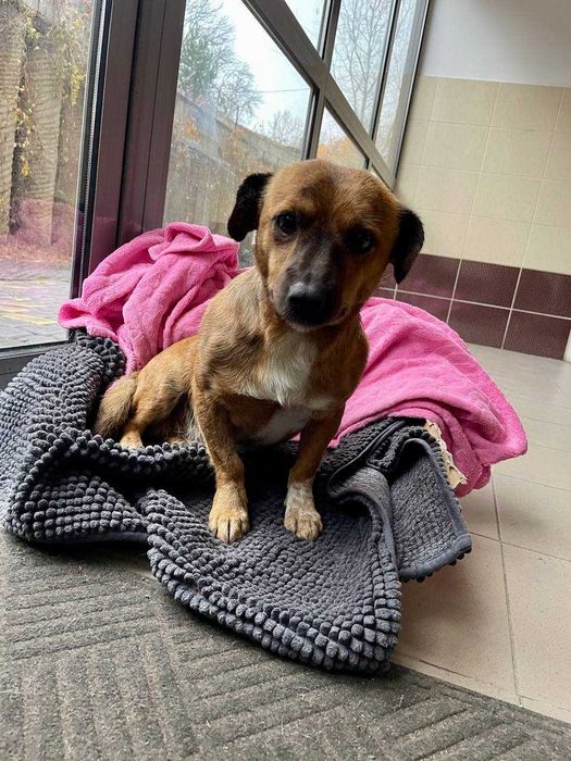 Цуценя шукає домівку!