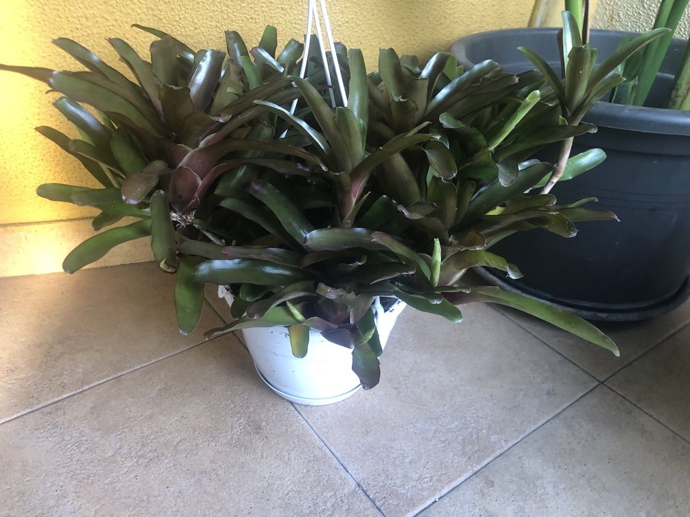 Bromelia fireball
