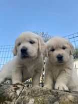 Cachorro Golden Retrievier  (fêmea)