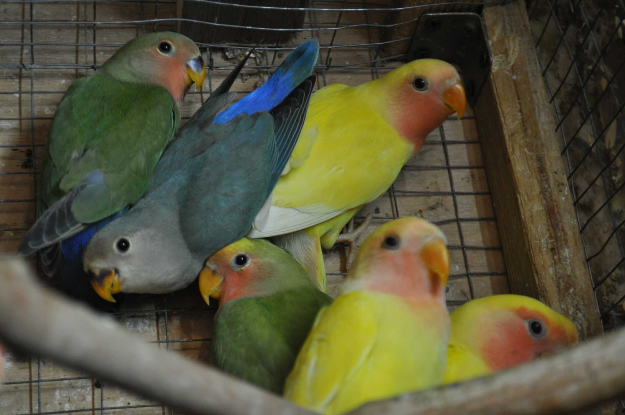 Неразлучники и волнистые попугаи
