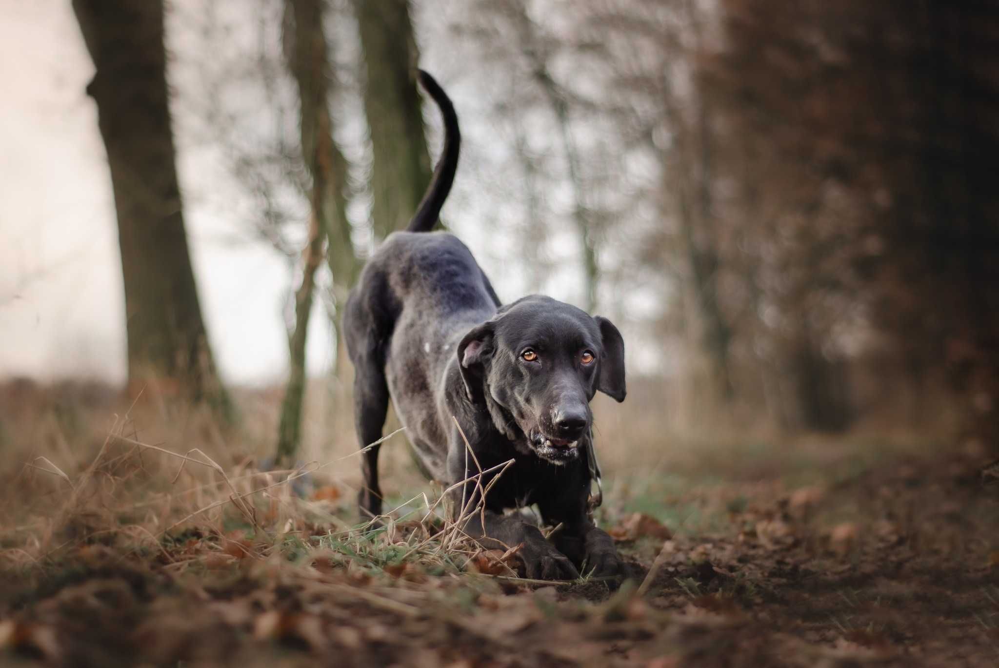 Magnat - cudny psiak jak fit labrador ADOPCJA