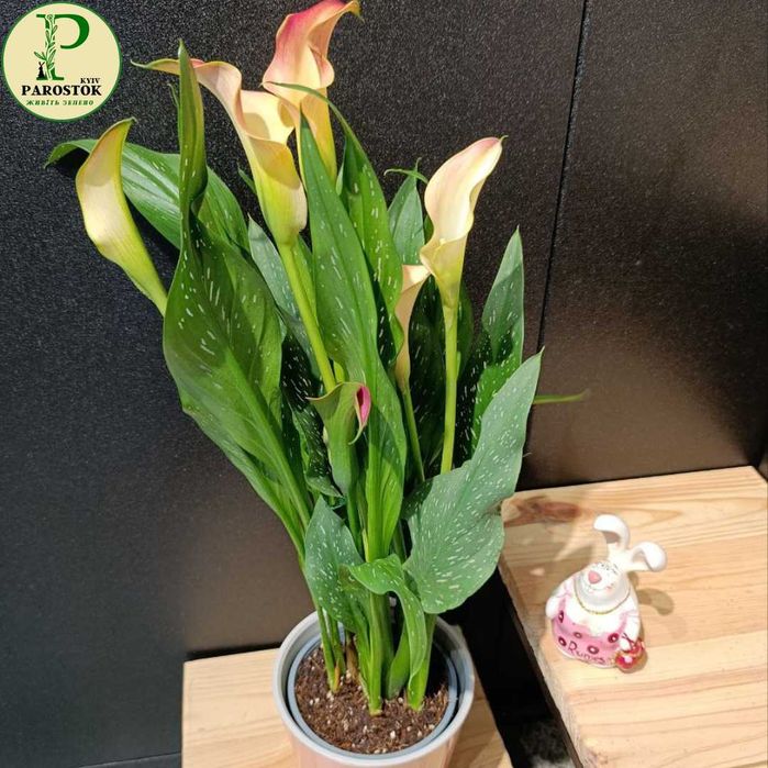 Зантедескія Кала (Zantedeschia Calla).