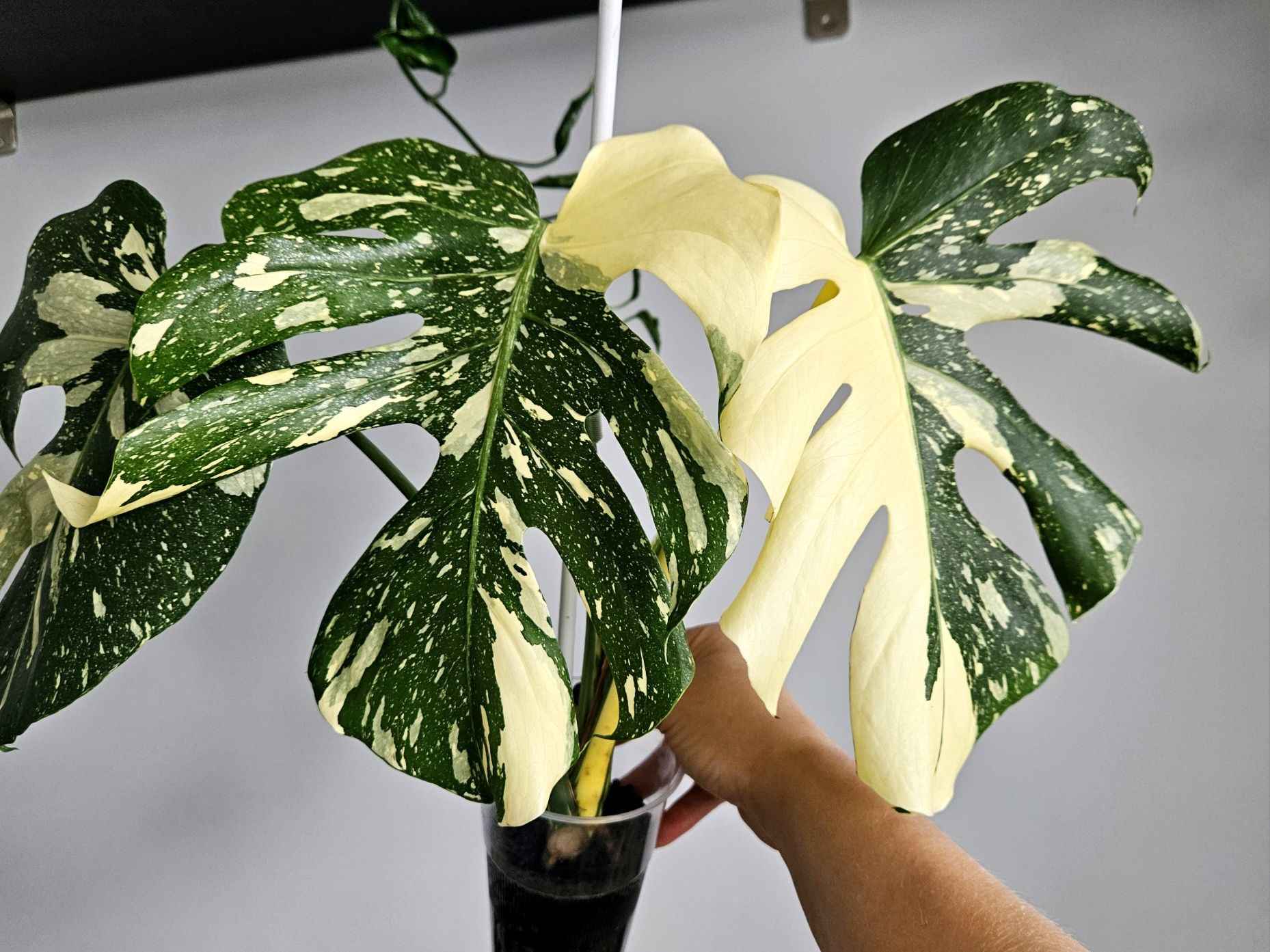 Monstera variegata varie thai mutation noid