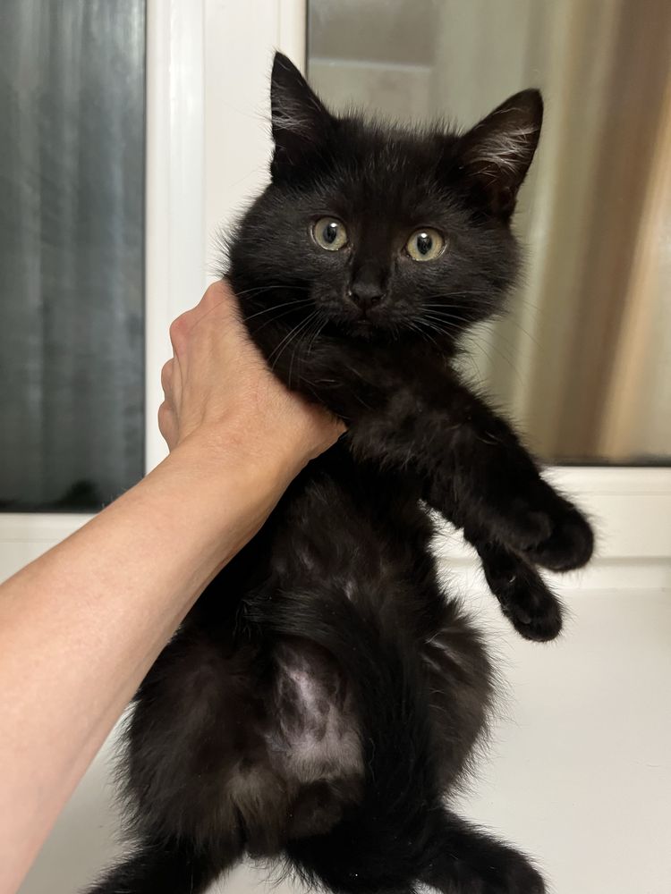 Кошеня пацан 3 міс