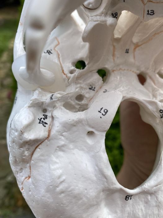 Model anatomiczny czaszki! Jak NOWA