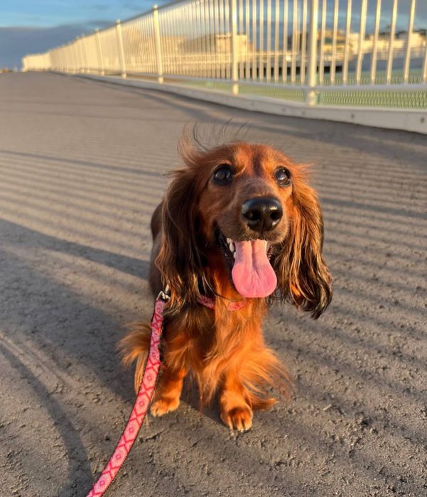 Таксята довгошерстні руді