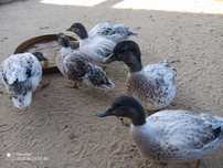 Call duck zestaw 1+2