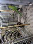 Ring Necks e Loris