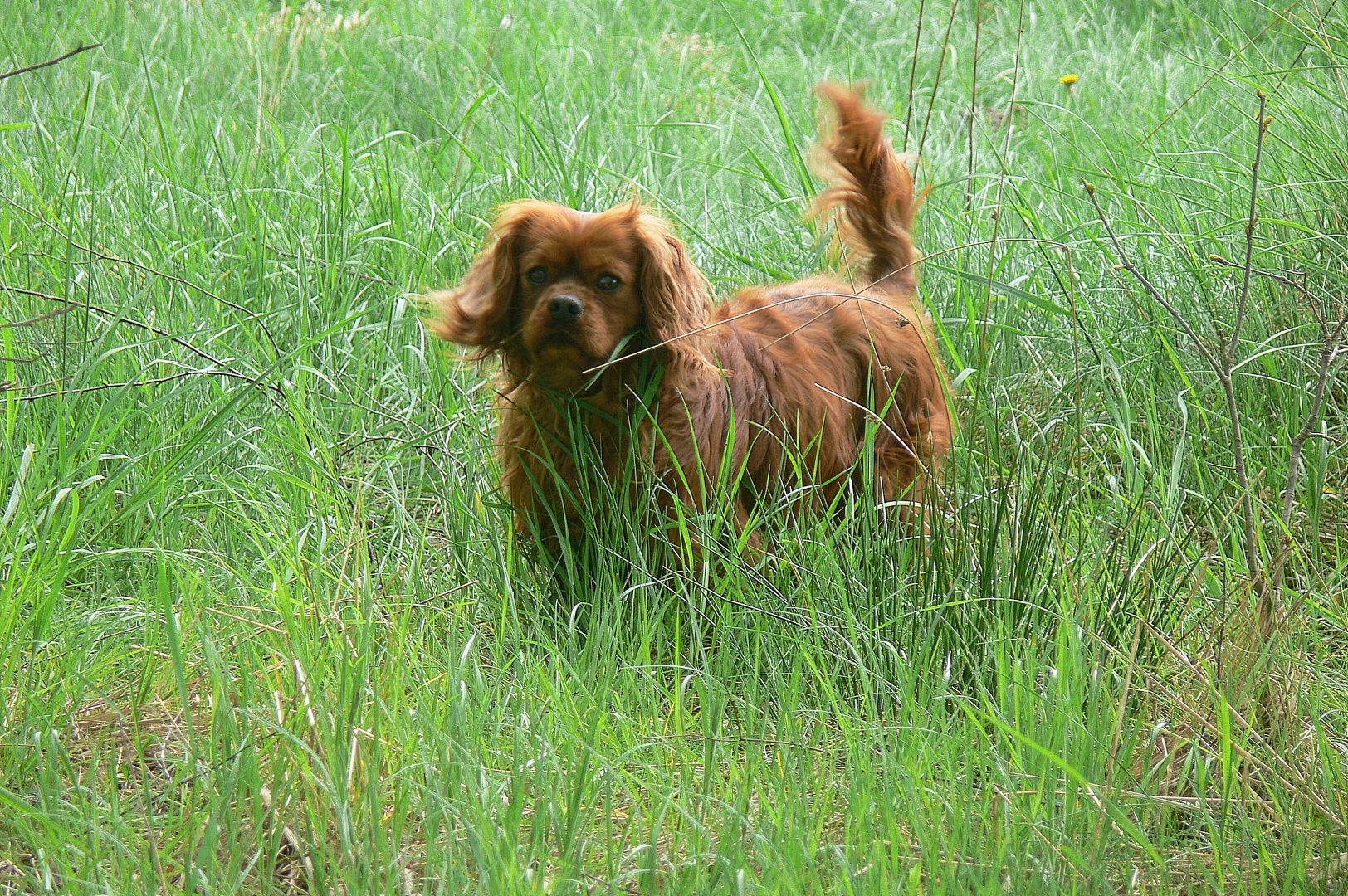 Cavalier King Charles Spaniel chłopak Ruby