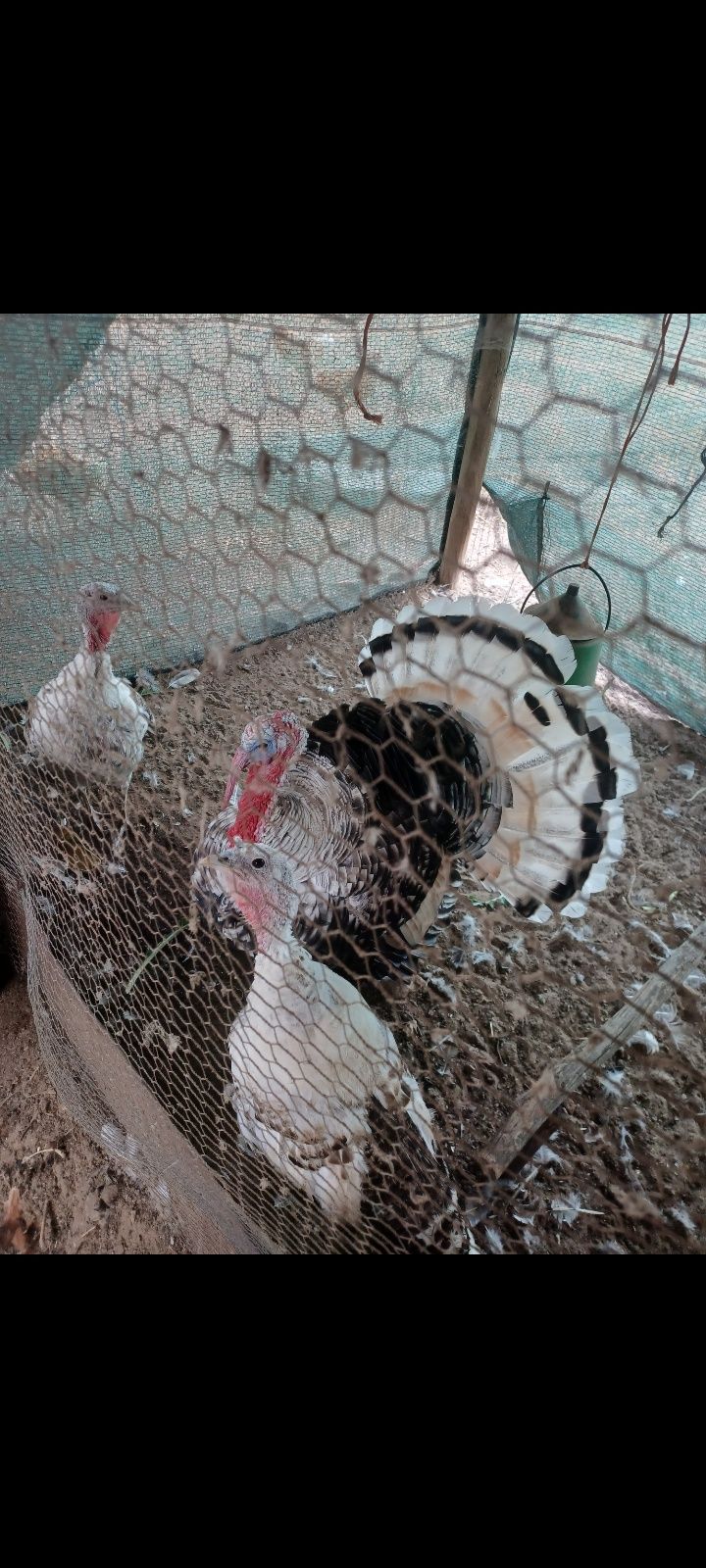 Ovos de galinha & Frangas