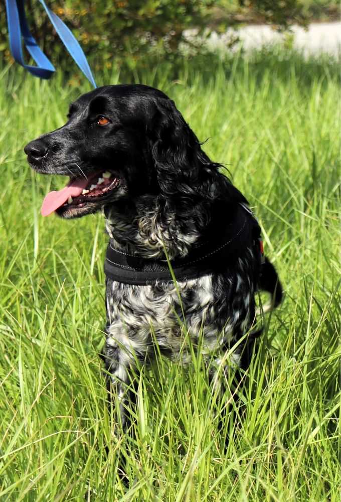 Lejdi szuka domu mix springer spaniel 1,5 roku