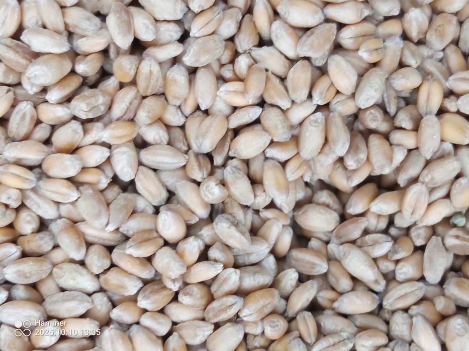 Pszenica ozima Wilejka 2025