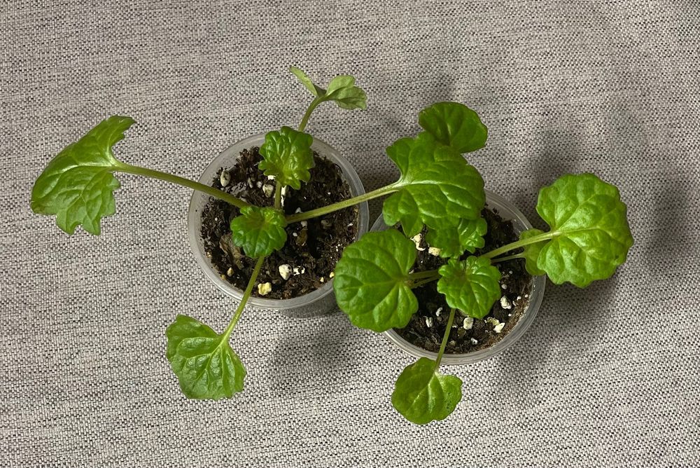 Sadzonka Primulina/Chirita Tabacum