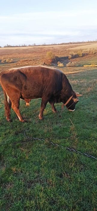 Продам тёлок живым весом на корову