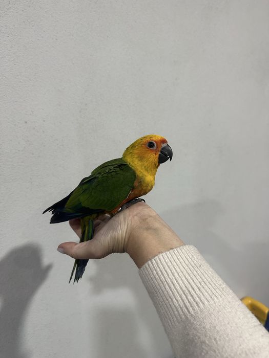 Aratinga Jandaya criada á mão