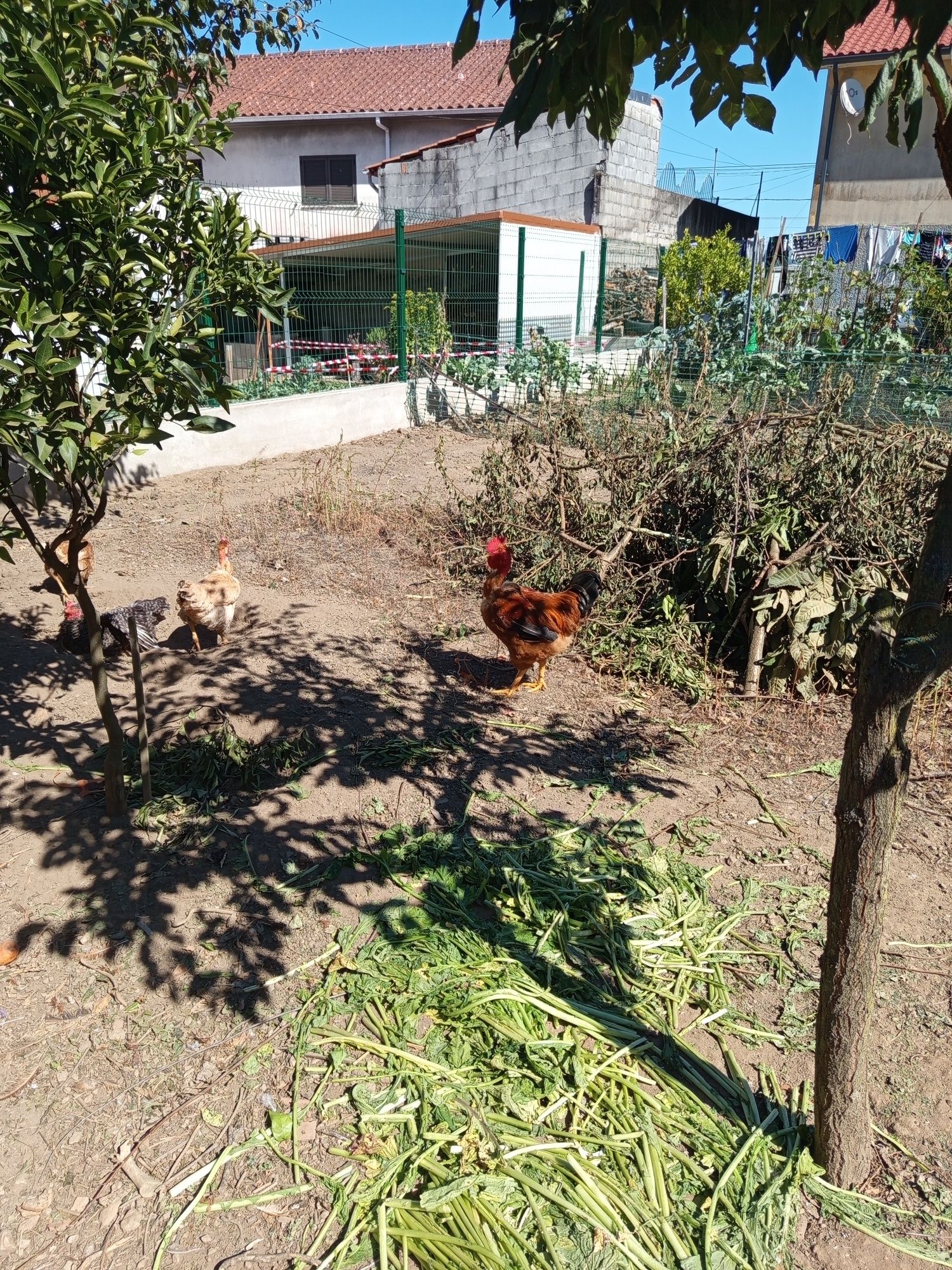 Animais de quinta