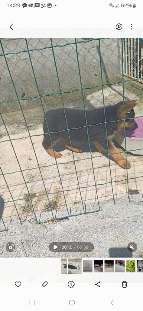 Pastor Alemão cachorro  Macho unicodisponivel Pais com Pedigre.