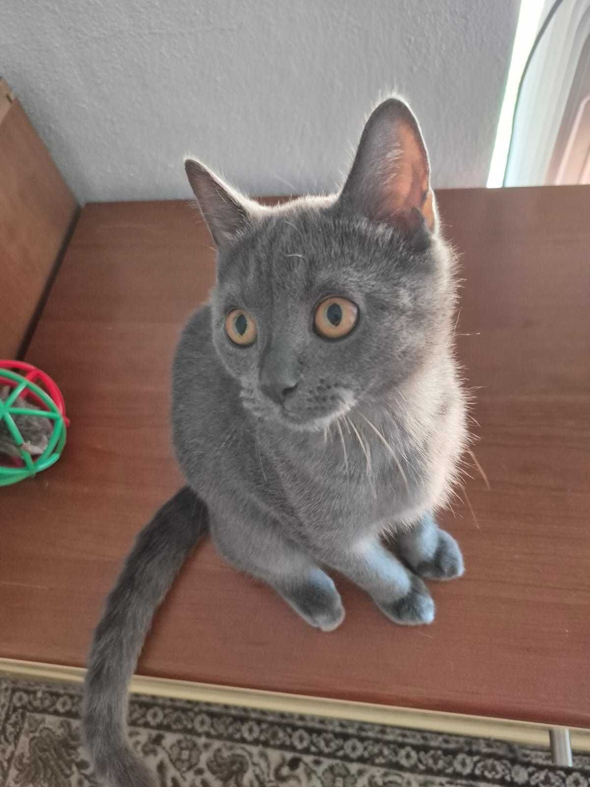 Gatinho "Scotish Straight"