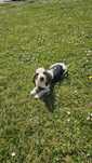 Beagle tricolor Macho