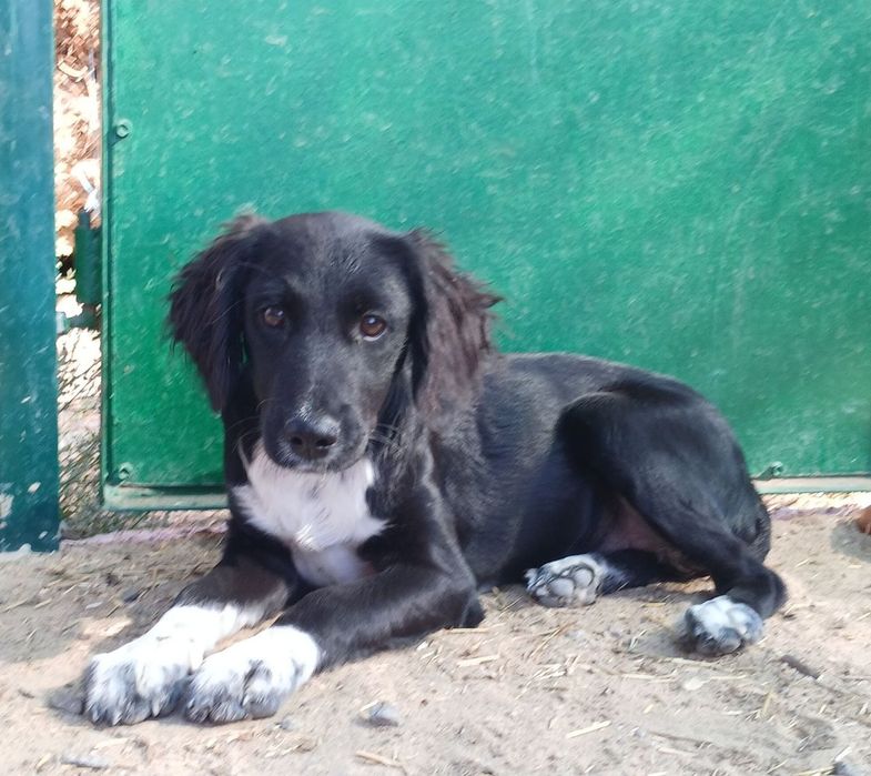 Отдам даром в добрые руки щенка метис спаниеля