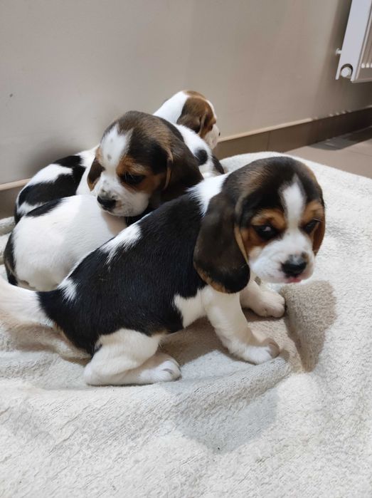 Szczeniak Beagle tricolor