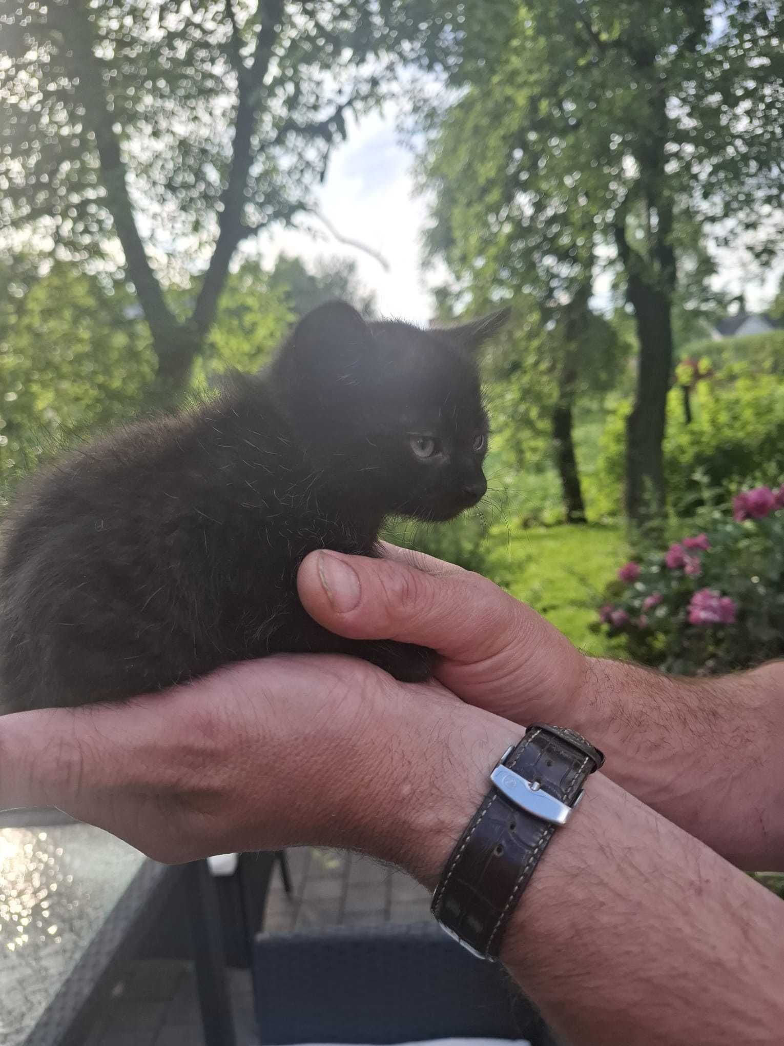 Oddam dwa ŚLICZNE KOTKI w dobre ręce – czarnego i rudego kocurka