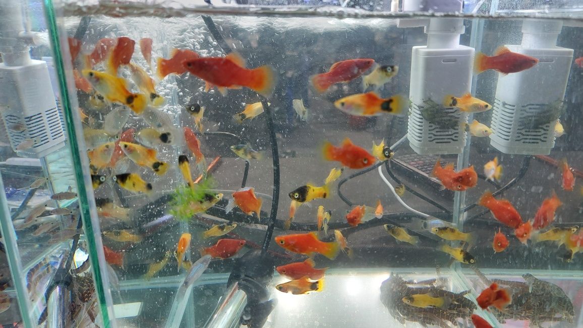Platka / Zmianniak plamisty (Xiphoporus maculatus) WYSYŁKA AKWAWIN