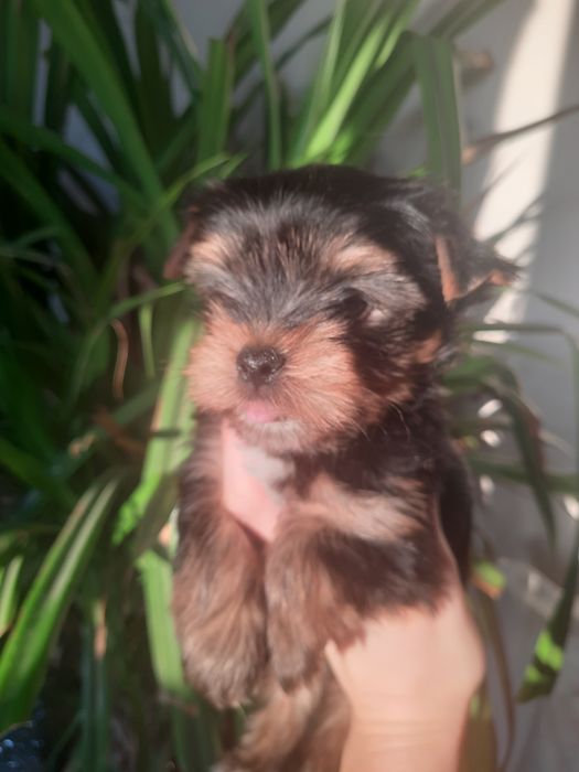 Кукленыш Бумер ждёт Вас