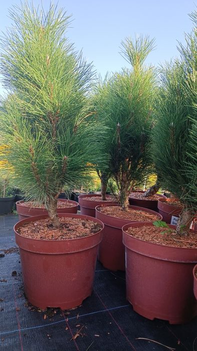 Сосна чорна Грін Тауер