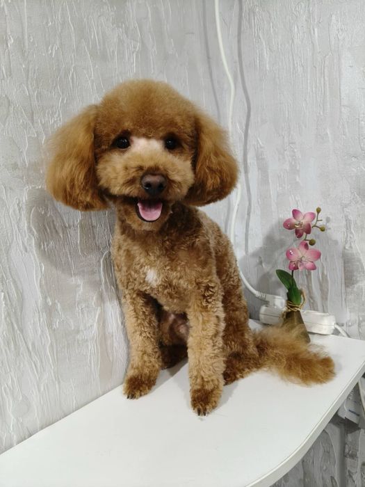 Вязка той пудель