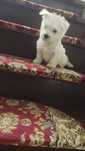 West highland white terrier  gotowe do odbioru
